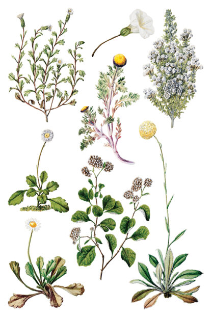 Iron Orchid Designs transfer Sarah Featon’s Botanical - Afbeelding 11
